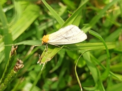 Chrysoecia thoracica