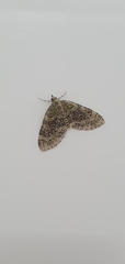 Acasis viretata