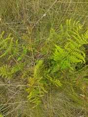 Dryopteris dilatata
