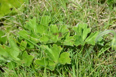 Pelargonium alchemilloides