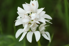 Govenia liliacea