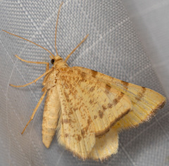 Macaria amboflava