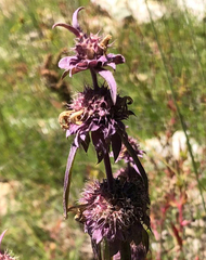 Monarda