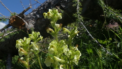 Pedicularis tuberosa