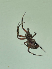 Neoscona domiciliorum