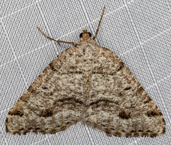 Macaria colata