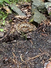 Crotalus horridus