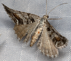 Macaria colata