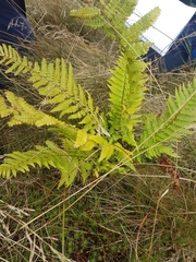 Dryopteris affinis borreri