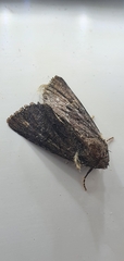 Noctuidae