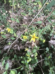 Helianthus microcephalus