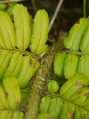 Dryopteris affinis borreri