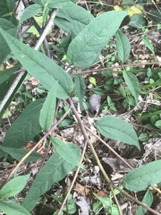 Helianthus microcephalus
