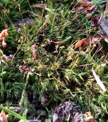 Dicranella heteromalla