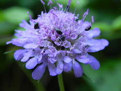 Scabiosa columbaria