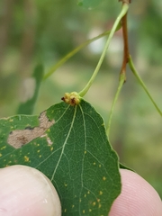 Eriophyes diversipunctatus