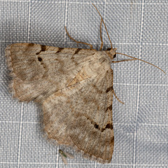 Macariini