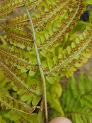 Dryopteris affinis borreri
