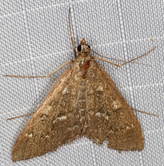 Mecyna mustelinalis