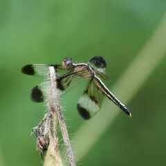 Neurothemis tullia