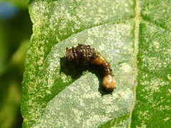 Heraclides cresphontes