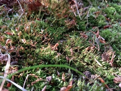 Dicranella heteromalla