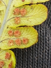 Dryopteris affinis borreri