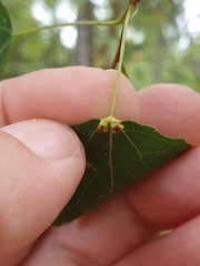 Eriophyes diversipunctatus
