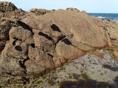 Lichinaceae