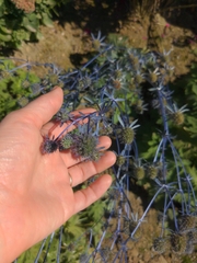 Eryngium