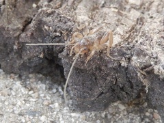 Ammopelmatus