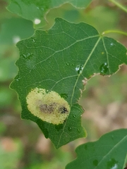 Phyllonorycter