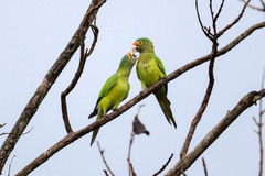 Eupsittula canicularis