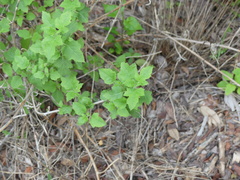Mentzelia oligosperma