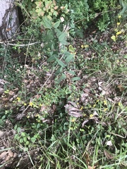 Helianthus microcephalus