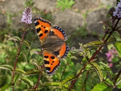 Aglais urticae