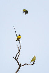 Euphonia affinis