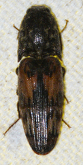 Pherhimius fascicularis