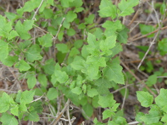 Mentzelia oligosperma