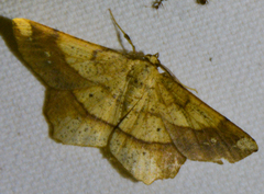 Euchlaena amoenaria