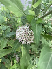Funastrum cynanchoides