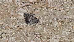 Hipparchia statilinus