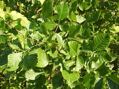 Ptelea trifoliata