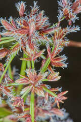 Cyperus tabina