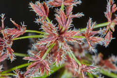 Cyperus tabina
