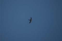 Falco amurensis