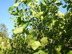 Ptelea trifoliata