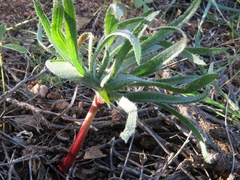 Eriospermum alcicorne