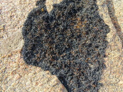 Lichinaceae