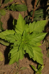 Nicandra physalodes